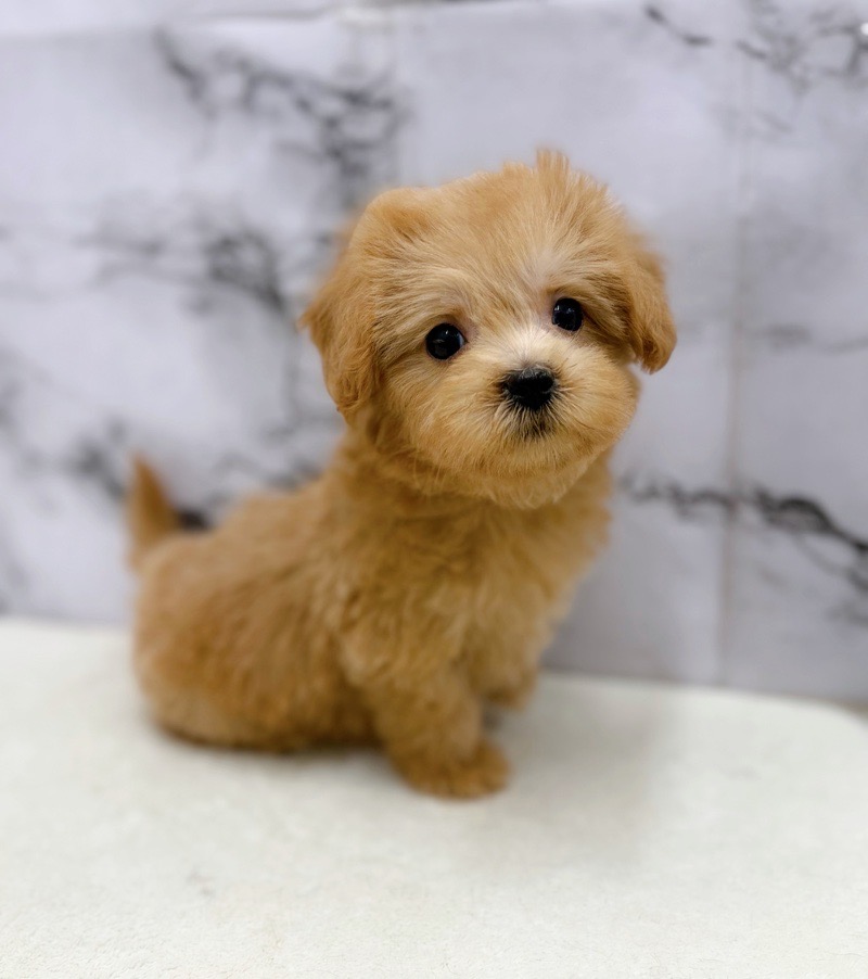 神奈川県のマルプー(マルチーズ×プードル) (かねだい東戸塚店/2025年11月7日生まれ/男の子/アプリコット)の子犬の4枚目の画像
