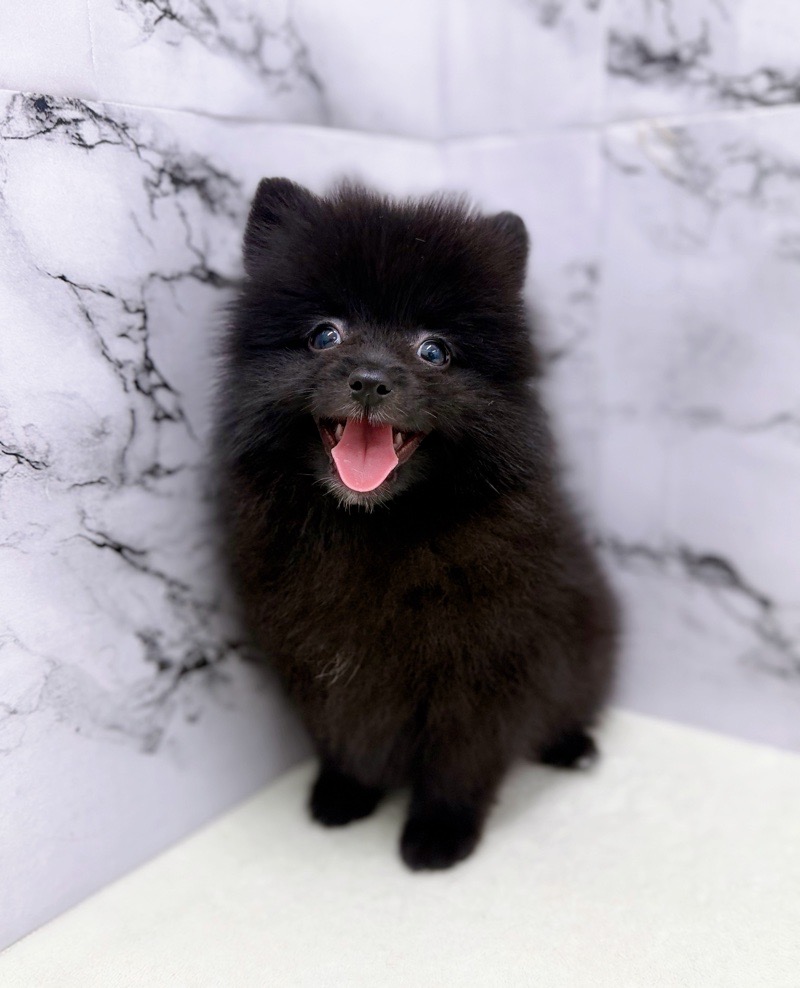 神奈川県のポメラニアン (かねだい東戸塚店/2025年11月3日生まれ/女の子/ブラック)の子犬の1枚目の画像