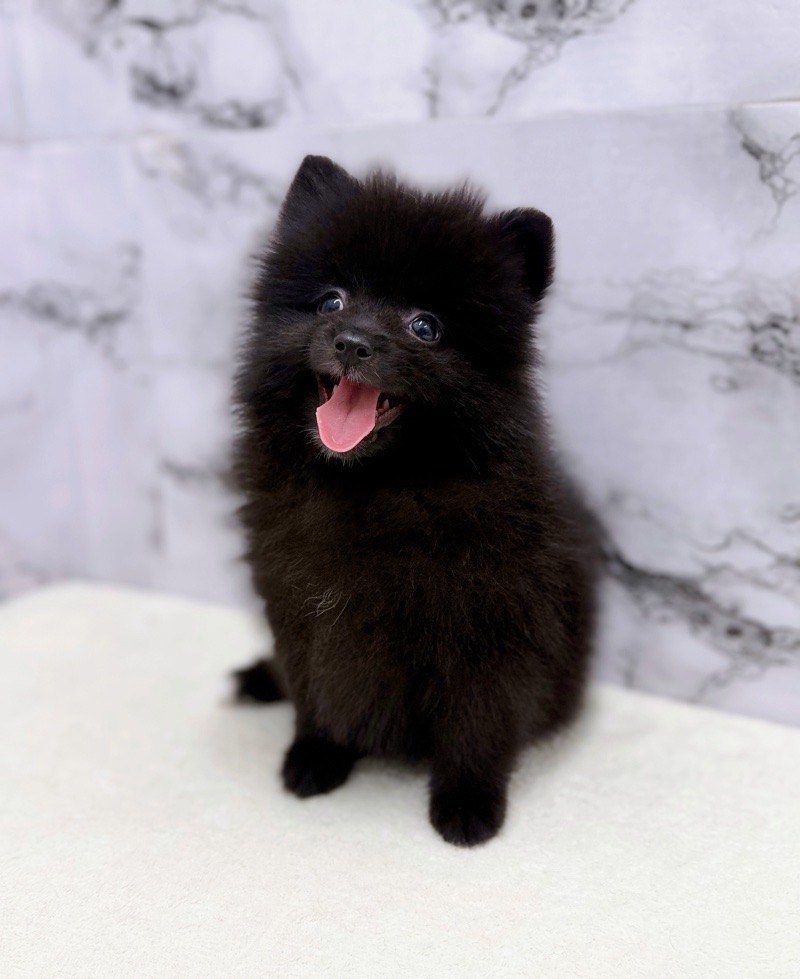 神奈川県のポメラニアン (かねだい東戸塚店/2025年11月3日生まれ/女の子/ブラック)の子犬の2枚目の画像