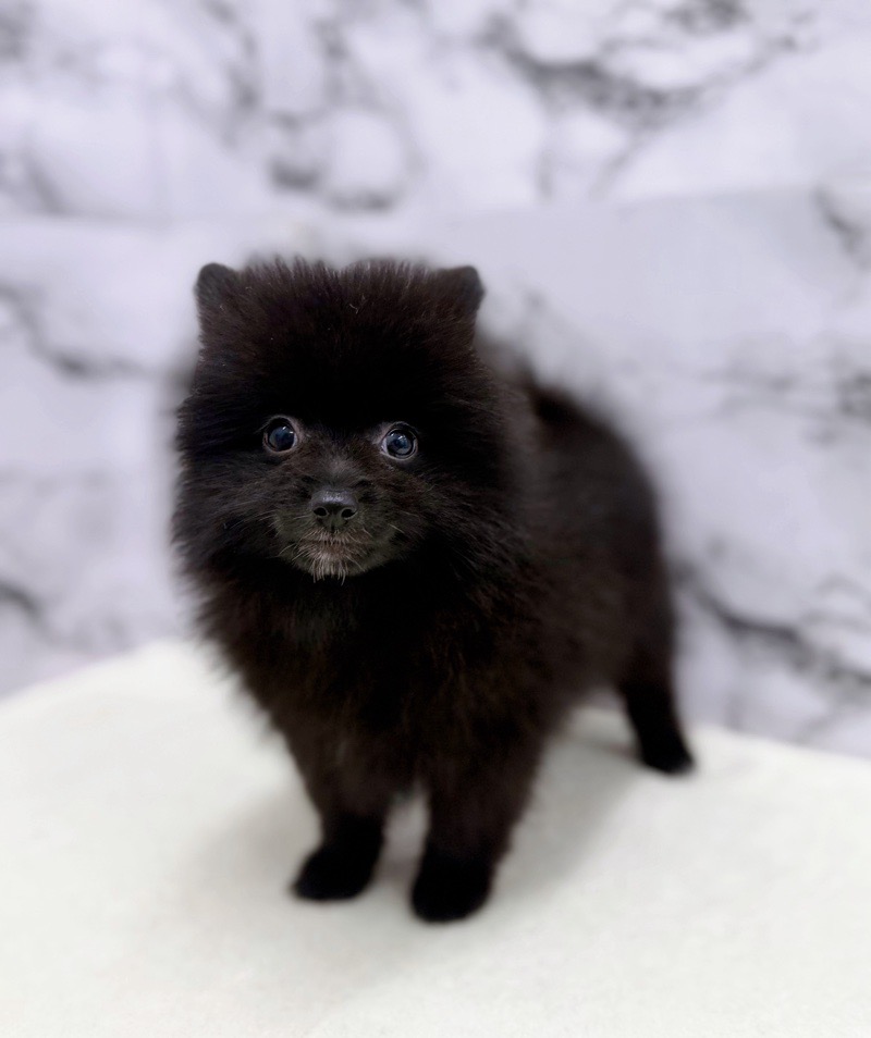 神奈川県のポメラニアン (かねだい東戸塚店/2025年11月3日生まれ/女の子/ブラック)の子犬の3枚目の画像