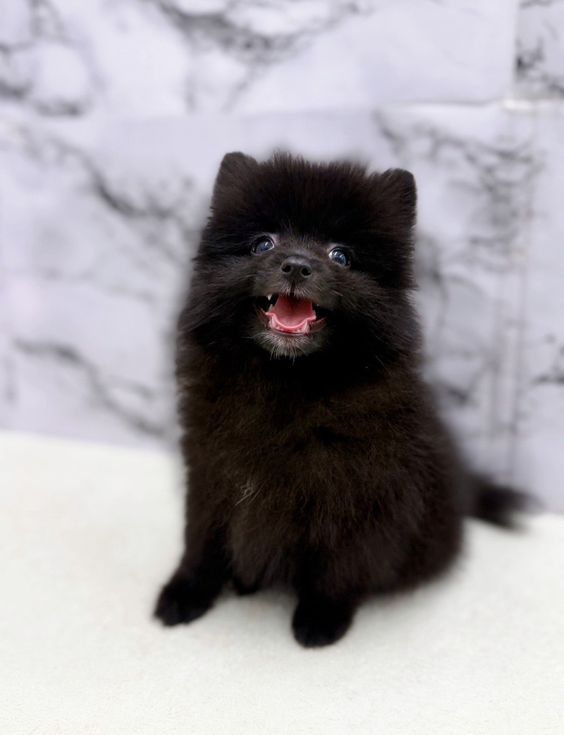 神奈川県のポメラニアン (かねだい東戸塚店/2025年11月3日生まれ/女の子/ブラック)の子犬の4枚目の画像