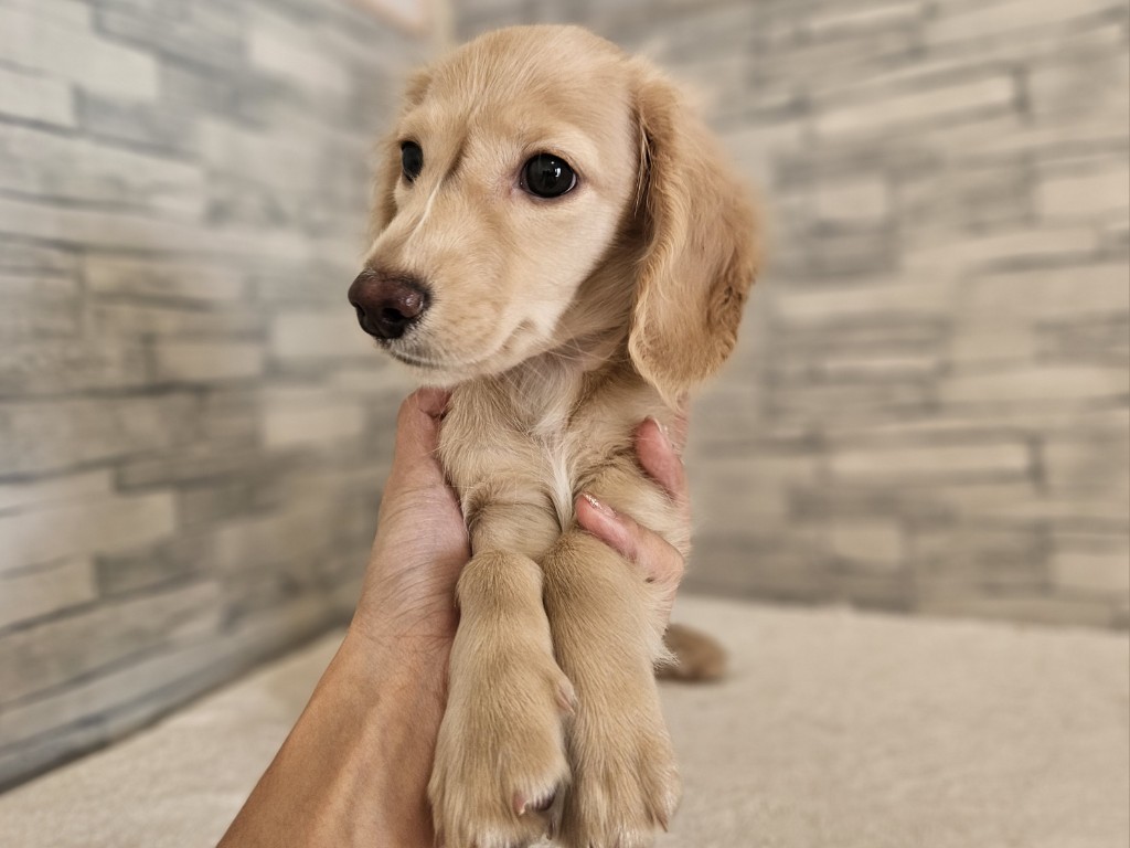 神奈川県のハーフ犬・ミックス犬 (かねだいペットトライアル相模原/2025年10月25日生まれ/男の子/イエロー)の子犬の1枚目の画像