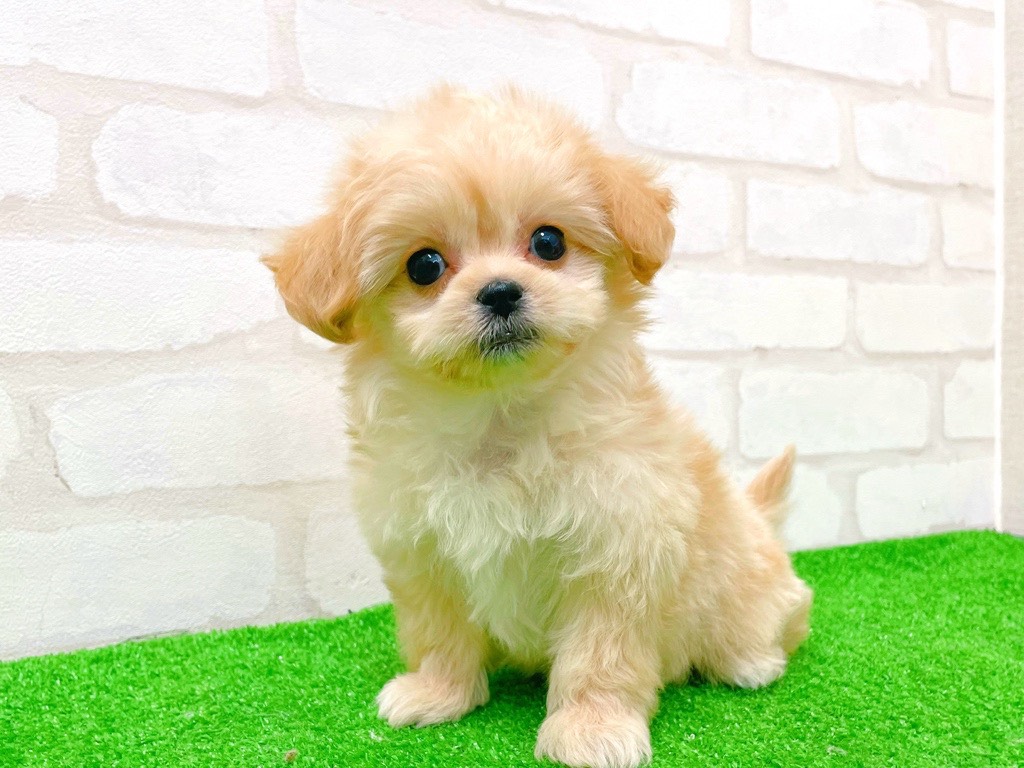 東京都のペキプー(ペキニーズ×プードル) (かねだい立川店/2025年11月8日生まれ/女の子/アプリコット)の子犬の2枚目の画像