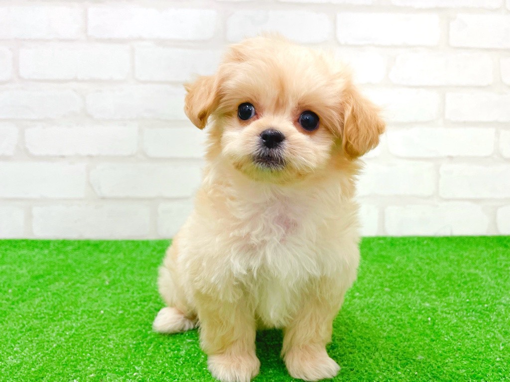 東京都のペキプー(ペキニーズ×プードル) (かねだい立川店/2025年11月8日生まれ/女の子/アプリコット)の子犬の4枚目の画像