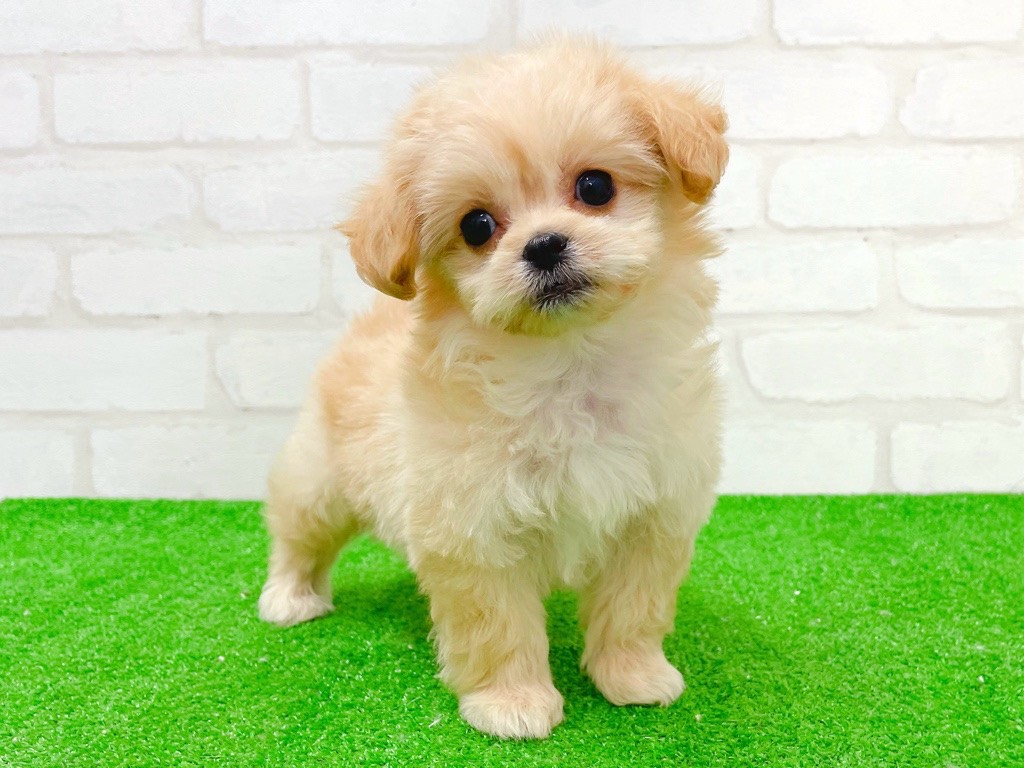 東京都のペキプー(ペキニーズ×プードル) (かねだい立川店/2025年11月8日生まれ/女の子/アプリコット)の子犬の1枚目の画像