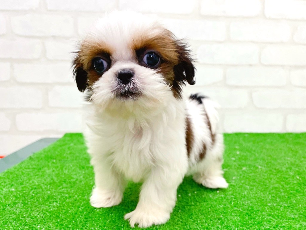 東京都のチワズー/チワシーズ(チワワ×シーズー) (かねだい立川店/2025年11月8日生まれ/男の子/ホワイトゴールド)の子犬の1枚目の画像