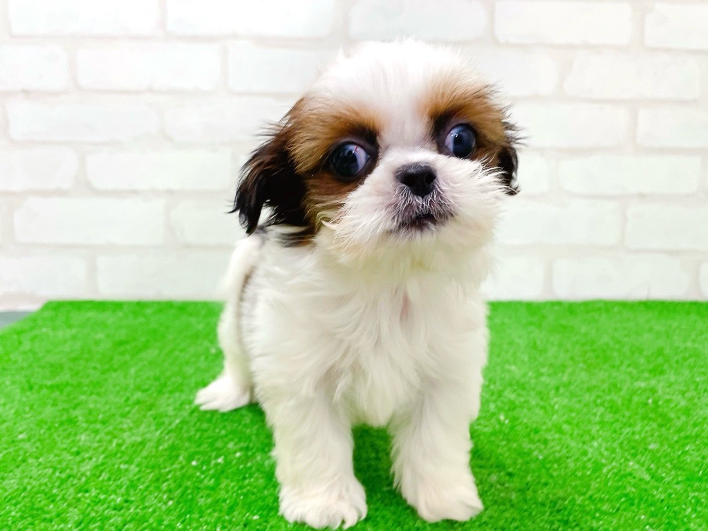 東京都のチワズー/チワシーズ(チワワ×シーズー) (かねだい立川店/2025年11月8日生まれ/男の子/ホワイトゴールド)の子犬の3枚目の画像