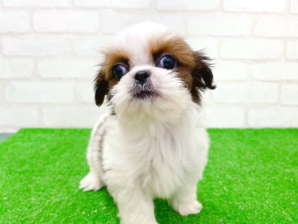 東京都のチワズー/チワシーズ(チワワ×シーズー) (かねだい立川店/2025年11月8日生まれ/男の子/ホワイトゴールド)の子犬の2枚目の画像