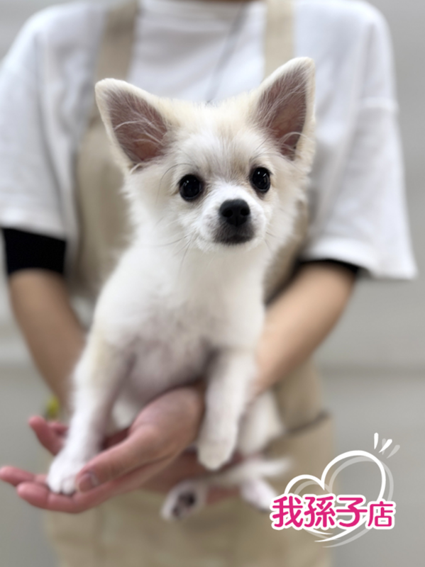 千葉県のポメチワ/チワポメ/ポメチー(ポメラニアン×チワワ) (かねだい我孫子店/2025年9月19日生まれ/女の子/オレンジセーブル)の子犬の1枚目の画像