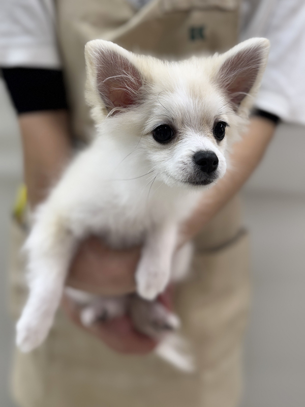 千葉県のポメチワ/チワポメ/ポメチー(ポメラニアン×チワワ) (かねだい我孫子店/2025年9月19日生まれ/女の子/オレンジセーブル)の子犬の2枚目の画像