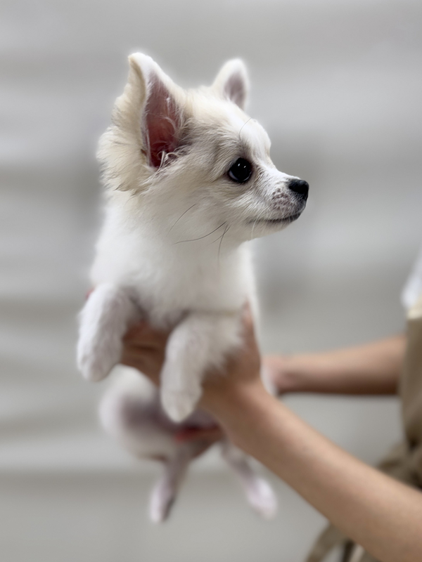 千葉県のポメチワ/チワポメ/ポメチー(ポメラニアン×チワワ) (かねだい我孫子店/2025年9月19日生まれ/女の子/オレンジセーブル)の子犬の3枚目の画像