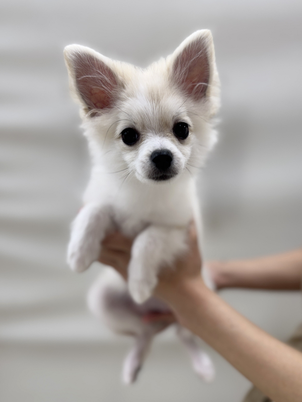 千葉県のポメチワ/チワポメ/ポメチー(ポメラニアン×チワワ) (かねだい我孫子店/2025年9月19日生まれ/女の子/オレンジセーブル)の子犬の4枚目の画像