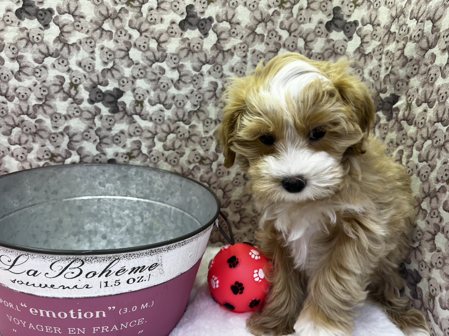 茨城県のマルプー(マルチーズ×プードル) (かねだいペットトライアル利根川/2025年10月8日生まれ/男の子/アプリコット)の子犬の4枚目の画像