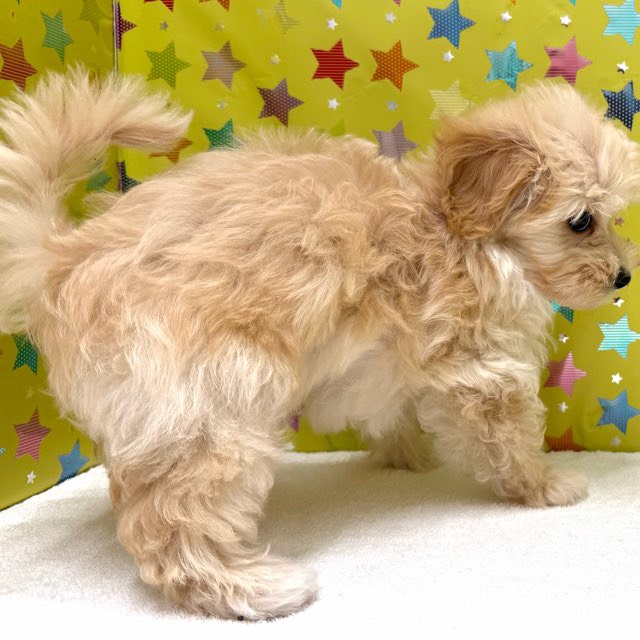 東京都のハーフ犬・ミックス犬 (かねだい足立店/2025年10月15日生まれ/男の子/アプリコット)の子犬の3枚目の画像