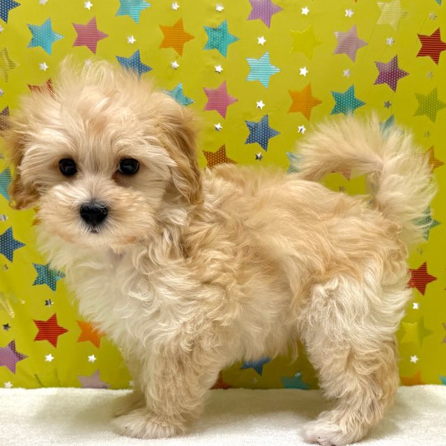 東京都のハーフ犬・ミックス犬 (かねだい足立店/2025年10月15日生まれ/男の子/アプリコット)の子犬の4枚目の画像