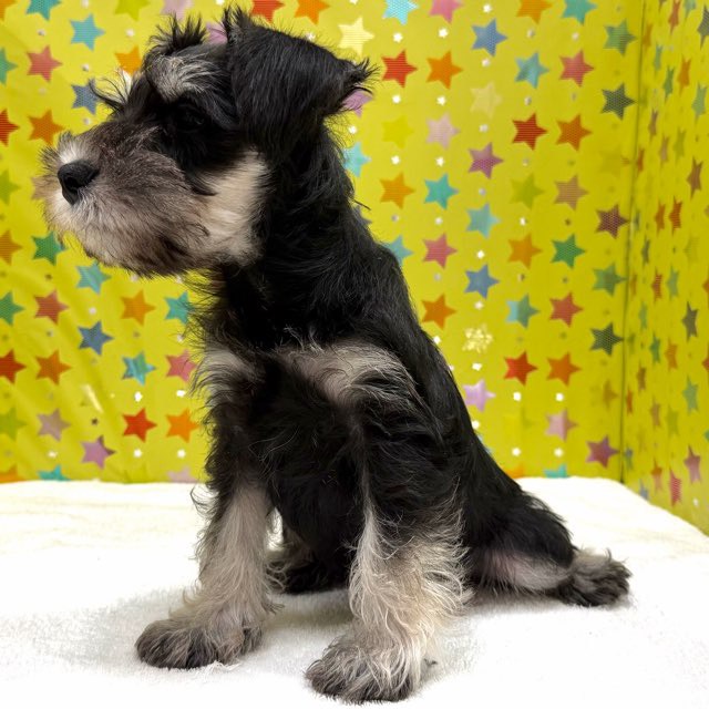 東京都のミニチュアシュナウザー (かねだい足立店/2025年10月26日生まれ/男の子/ブラックシルバー)の子犬の2枚目の画像