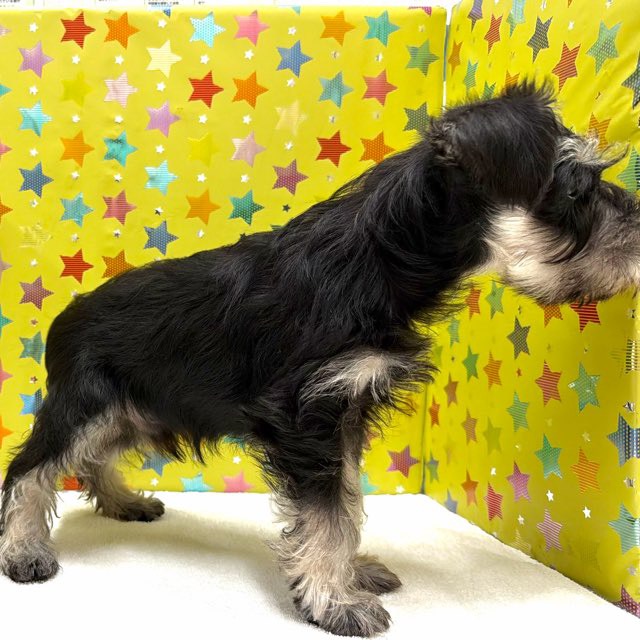 東京都のミニチュアシュナウザー (かねだい足立店/2025年10月26日生まれ/男の子/ブラックシルバー)の子犬の3枚目の画像