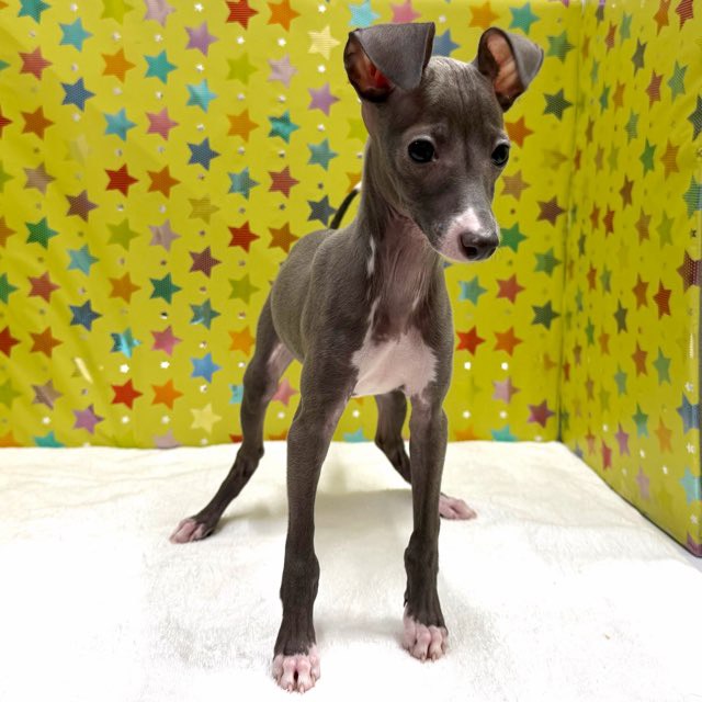 東京都のイタリアングレーハウンド (かねだい足立店/2025年10月13日生まれ/女の子/ブルーホワイト)の子犬の2枚目の画像