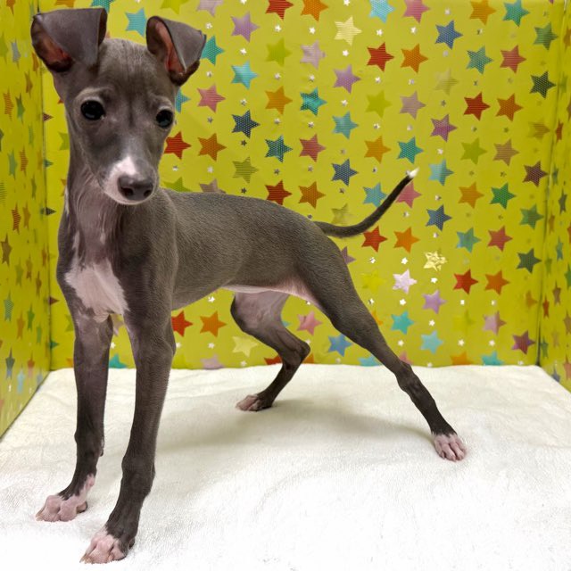 東京都のイタリアングレーハウンド (かねだい足立店/2025年10月13日生まれ/女の子/ブルーホワイト)の子犬の3枚目の画像