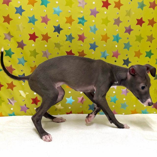 東京都のイタリアングレーハウンド (かねだい足立店/2025年10月13日生まれ/女の子/ブルーホワイト)の子犬の4枚目の画像