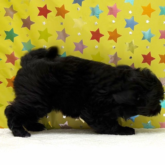 東京都のハーフ犬・ミックス犬 (かねだい足立店/2025年11月1日生まれ/女の子/ブラックホワイト)の子犬の3枚目の画像