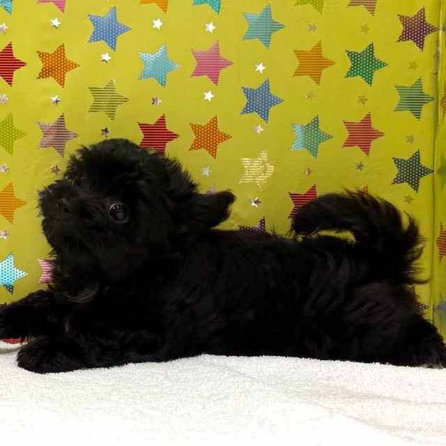 東京都のハーフ犬・ミックス犬 (かねだい足立店/2025年11月1日生まれ/女の子/ブラックホワイト)の子犬の4枚目の画像