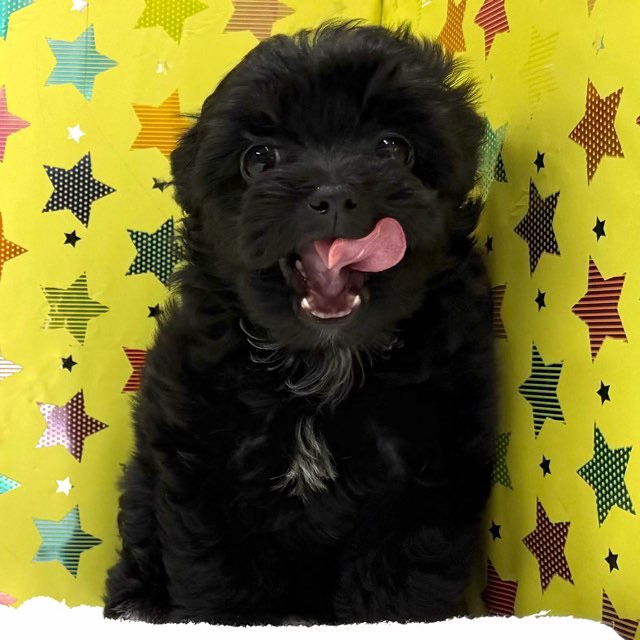 東京都のハーフ犬・ミックス犬 (かねだい足立店/2025年11月1日生まれ/女の子/ブラックホワイト)の子犬の2枚目の画像