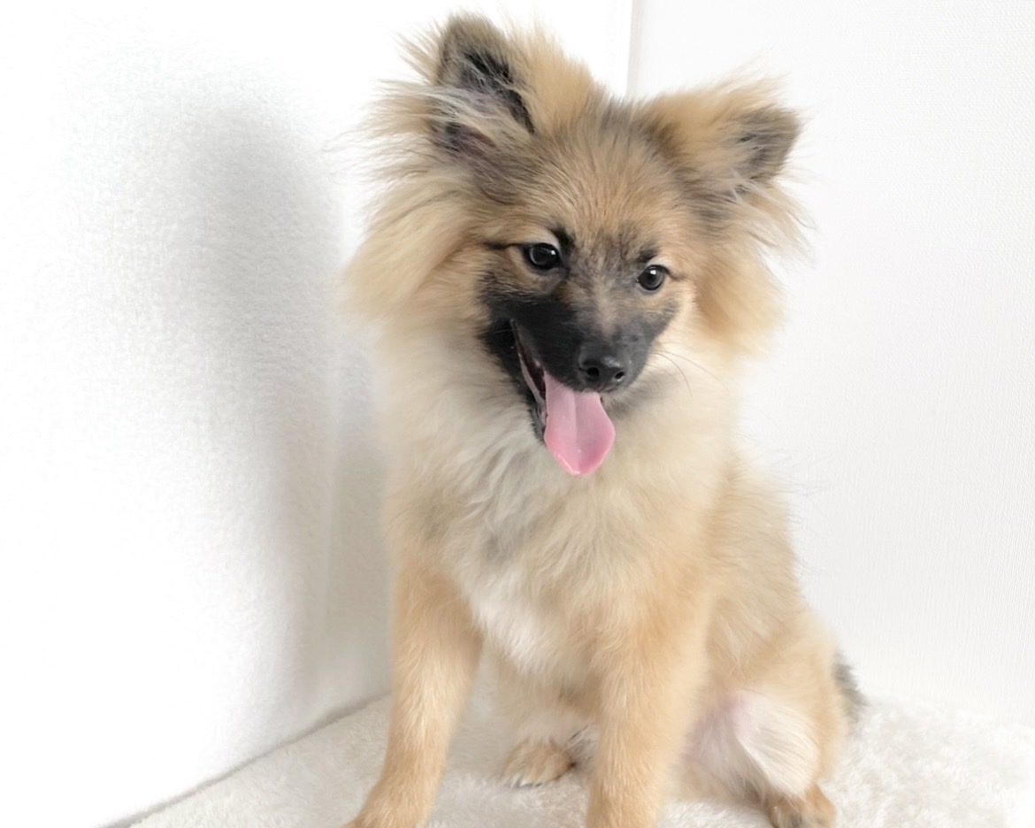 群馬県のポメラニアン (かねだいペットトライアル桐生/2025年8月4日生まれ/男の子/オレンジセーブル)の子犬の2枚目の画像