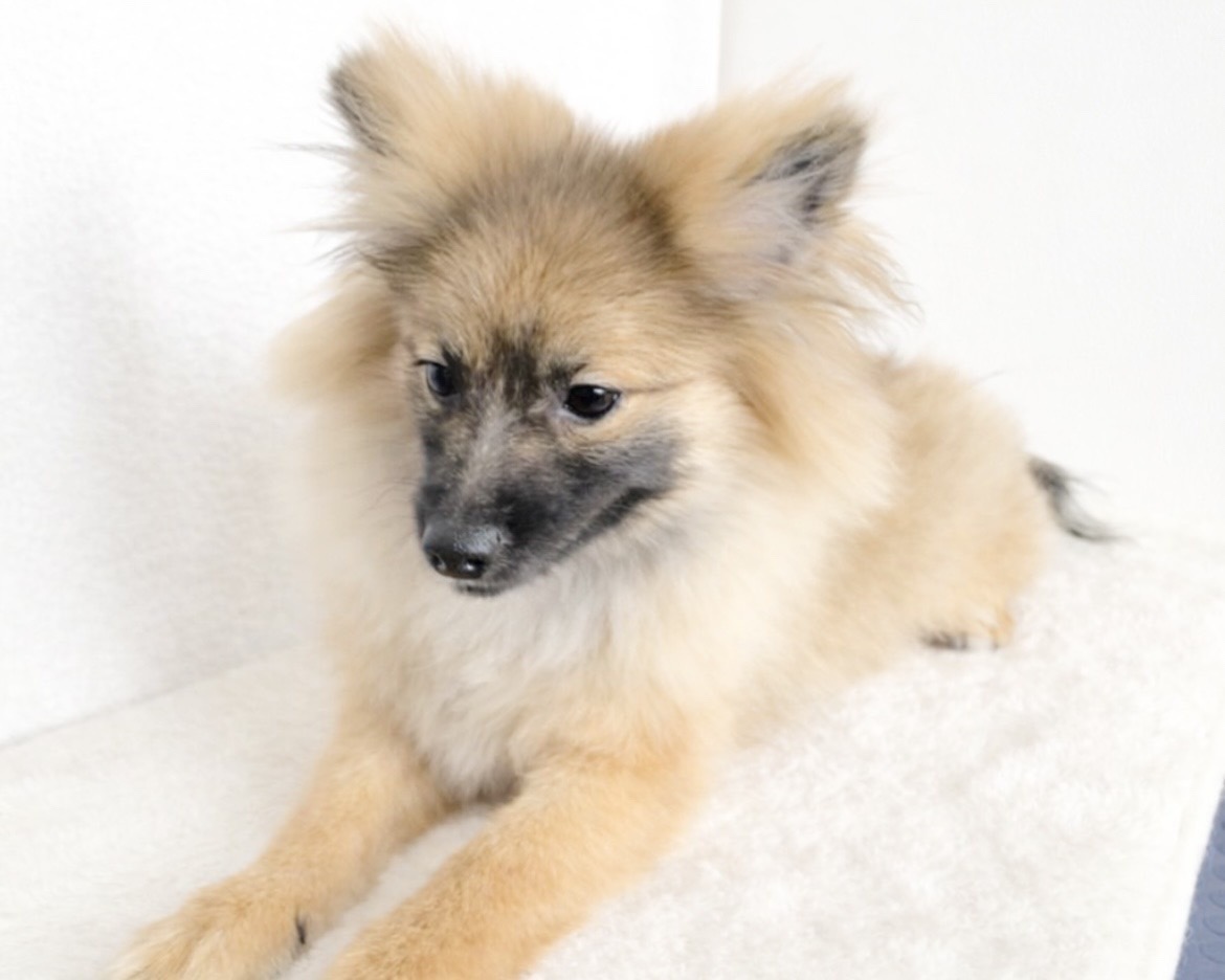群馬県のポメラニアン (かねだいペットトライアル桐生/2025年8月4日生まれ/男の子/オレンジセーブル)の子犬の3枚目の画像