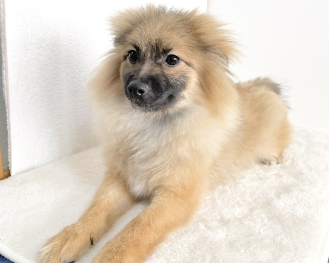 群馬県のポメラニアン (かねだいペットトライアル桐生/2025年8月4日生まれ/男の子/オレンジセーブル)の子犬の4枚目の画像