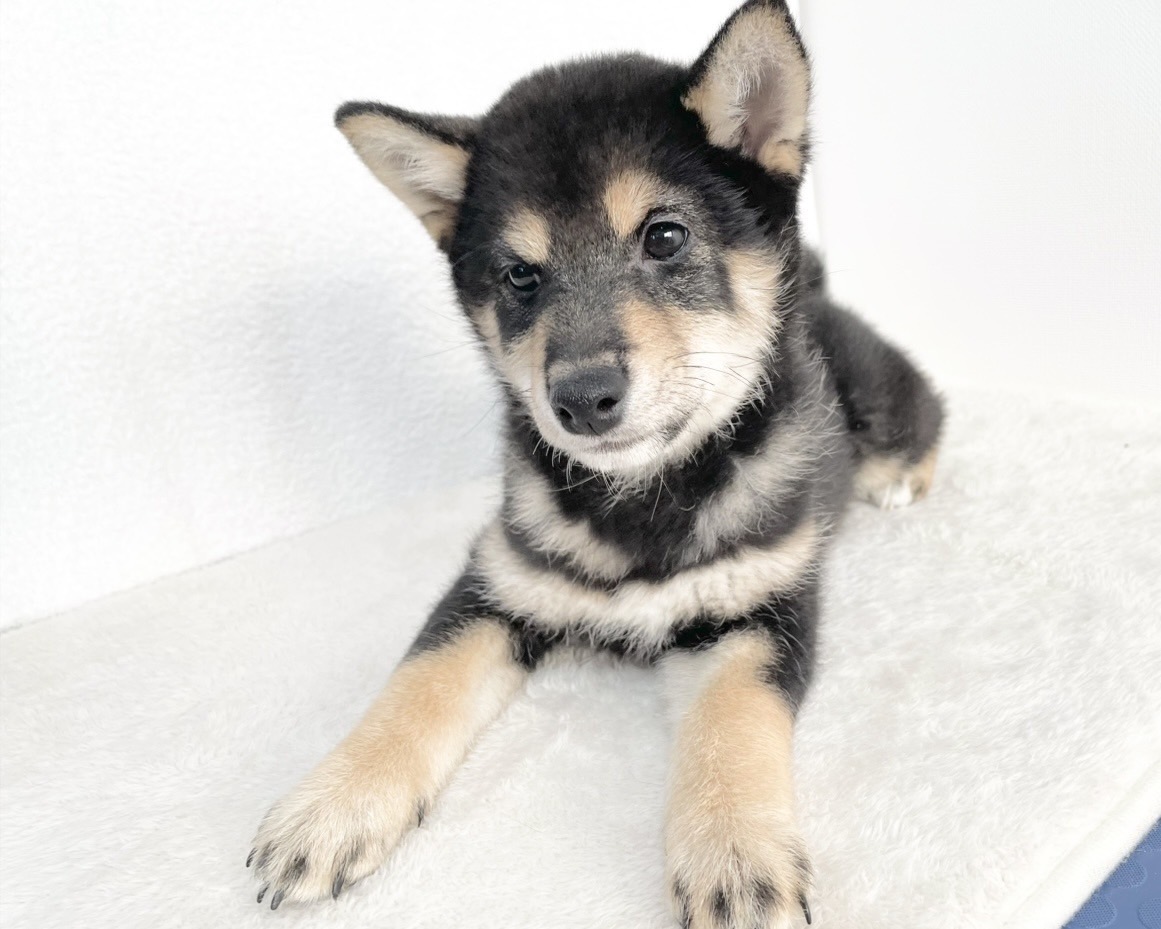 群馬県の柴犬(標準サイズ) (かねだいペットトライアル桐生/2025年9月21日生まれ/女の子/黒)の子犬の3枚目の画像