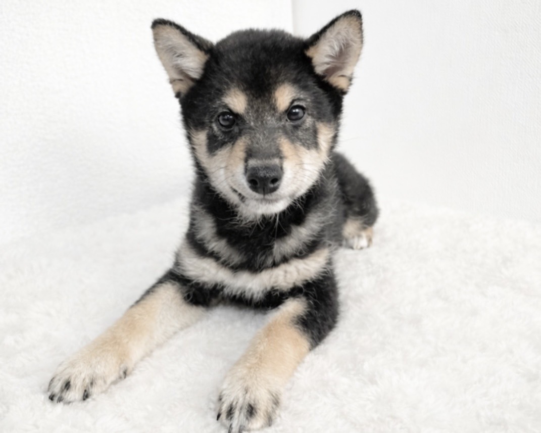 群馬県の柴犬(標準サイズ) (かねだいペットトライアル桐生/2025年9月21日生まれ/女の子/黒)の子犬の1枚目の画像