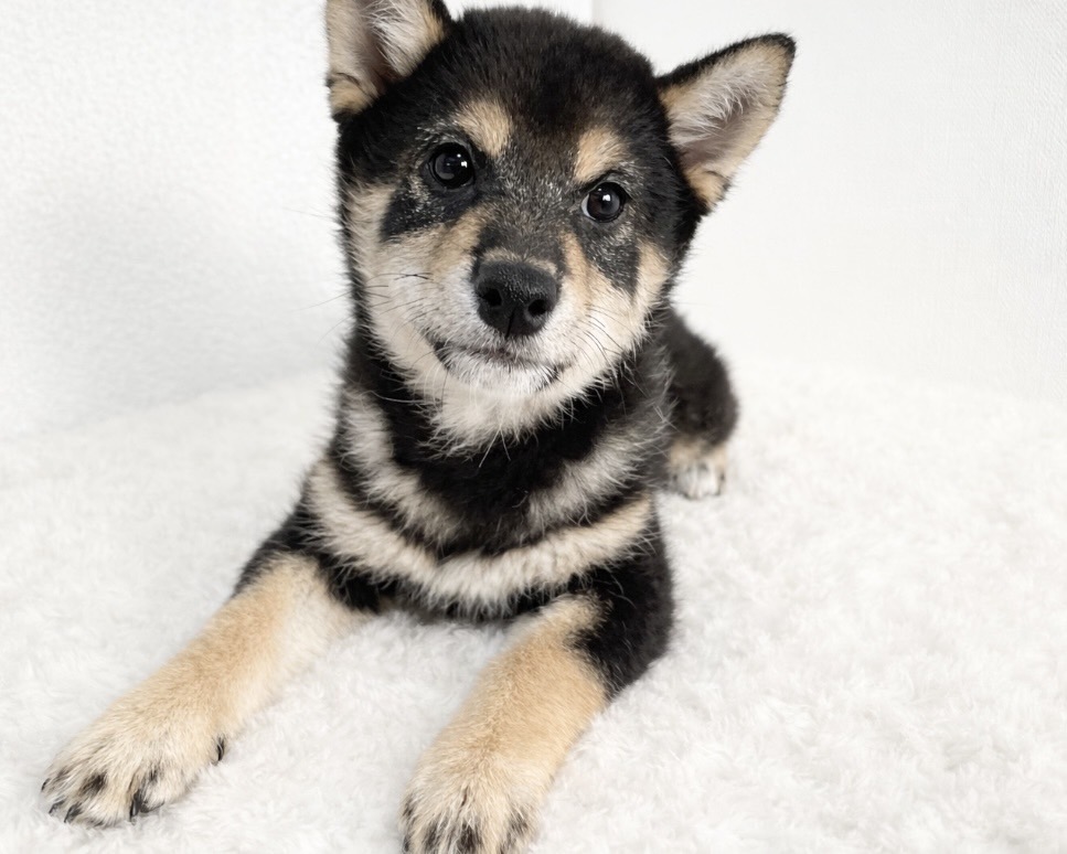 群馬県の柴犬(標準サイズ) (かねだいペットトライアル桐生/2025年9月21日生まれ/女の子/黒)の子犬の4枚目の画像