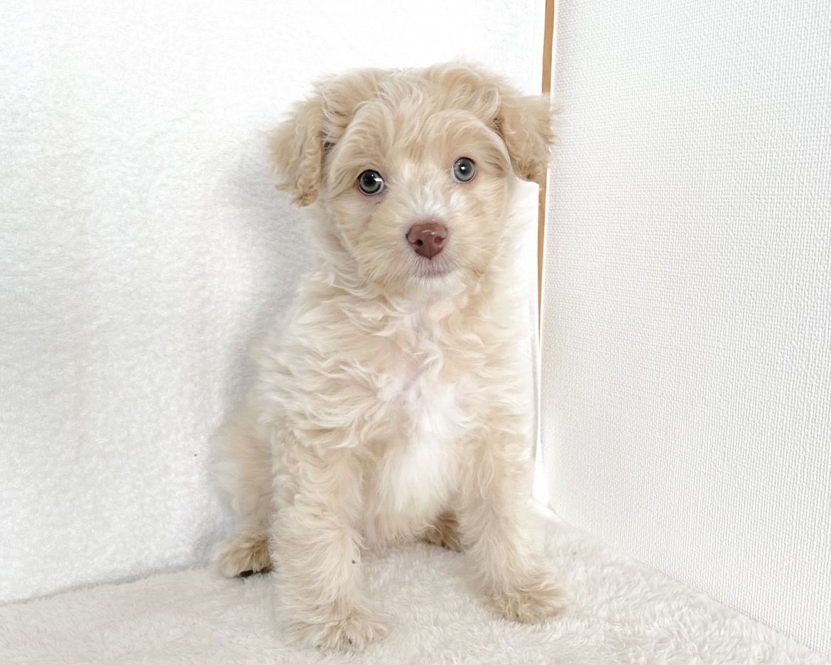 群馬県のポメプー(ポメラニアン×プードル) (かねだいペットトライアル桐生/2025年10月29日生まれ/男の子/クリーム)の子犬の2枚目の画像
