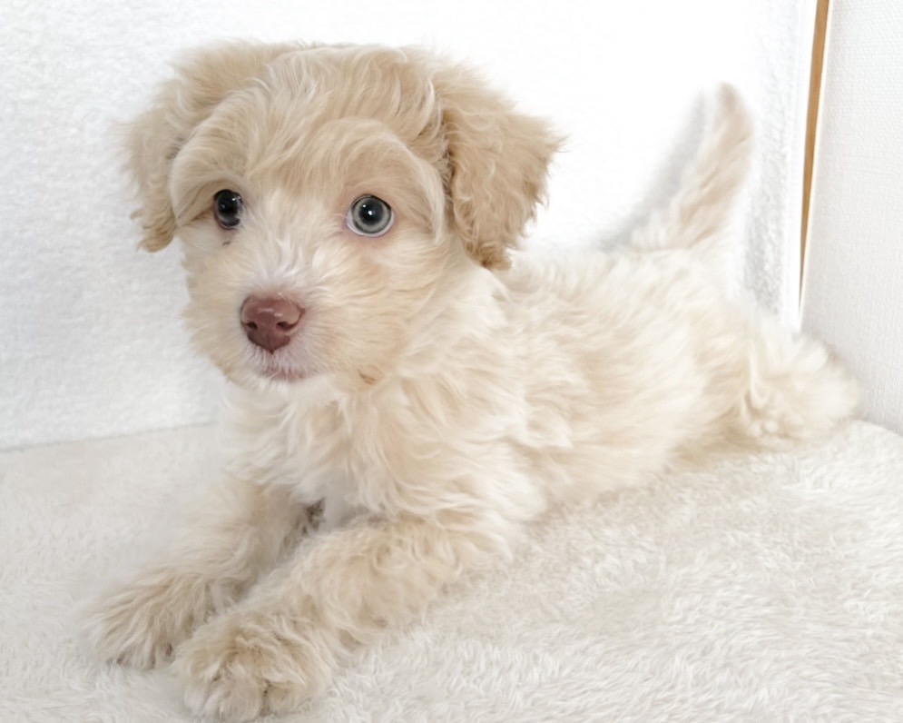 群馬県のポメプー(ポメラニアン×プードル) (かねだいペットトライアル桐生/2025年10月29日生まれ/男の子/クリーム)の子犬の3枚目の画像