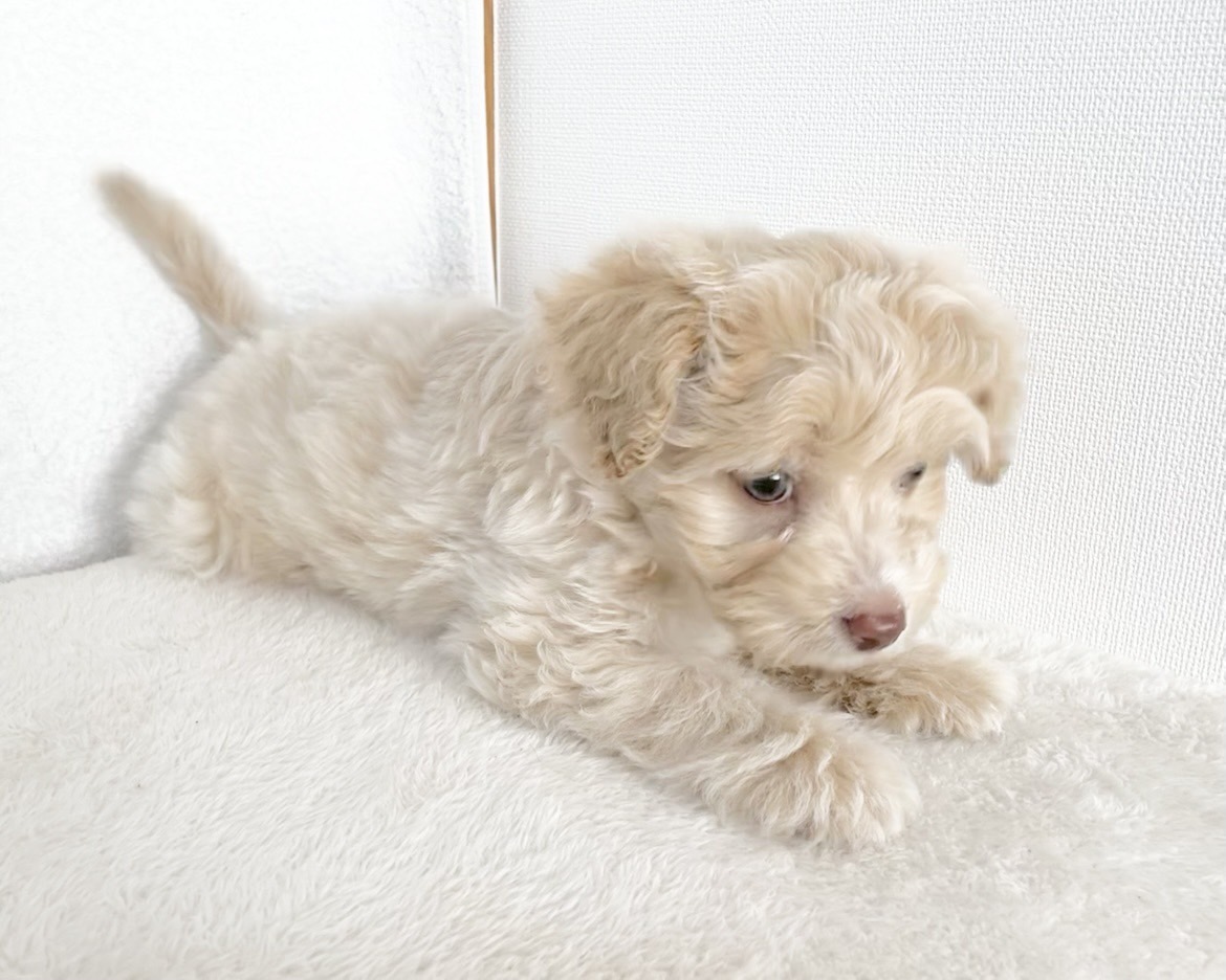 群馬県のポメプー(ポメラニアン×プードル) (かねだいペットトライアル桐生/2025年10月29日生まれ/男の子/クリーム)の子犬の4枚目の画像