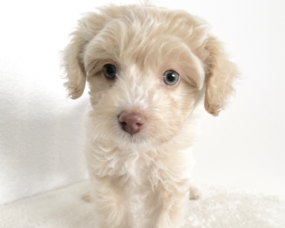 群馬県のポメプー(ポメラニアン×プードル) (かねだいペットトライアル桐生/2025年10月29日生まれ/男の子/クリーム)の子犬の1枚目の画像