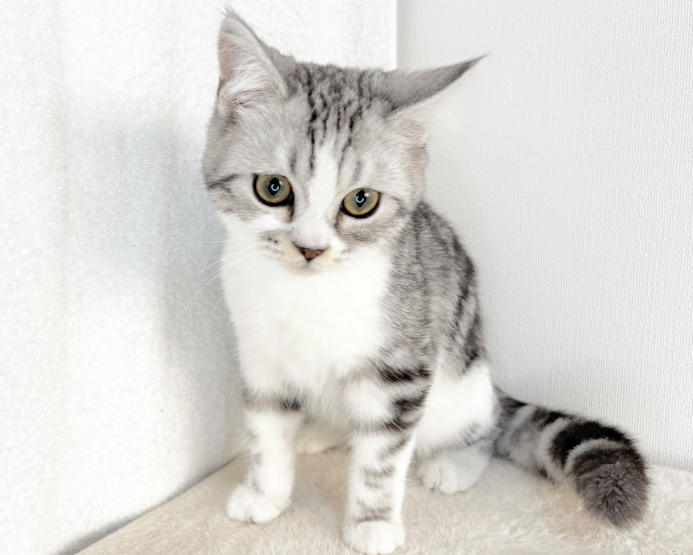 群馬県のマンチカン (かねだいペットトライアル桐生/2025年8月30日生まれ/男の子/シルバータビーホワイト)の子猫の3枚目の画像