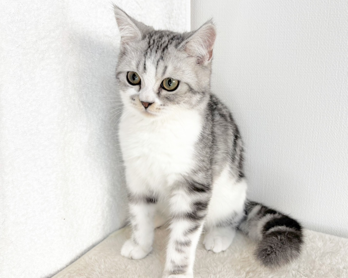 群馬県のマンチカン (かねだいペットトライアル桐生/2025年8月30日生まれ/男の子/シルバータビーホワイト)の子猫の4枚目の画像