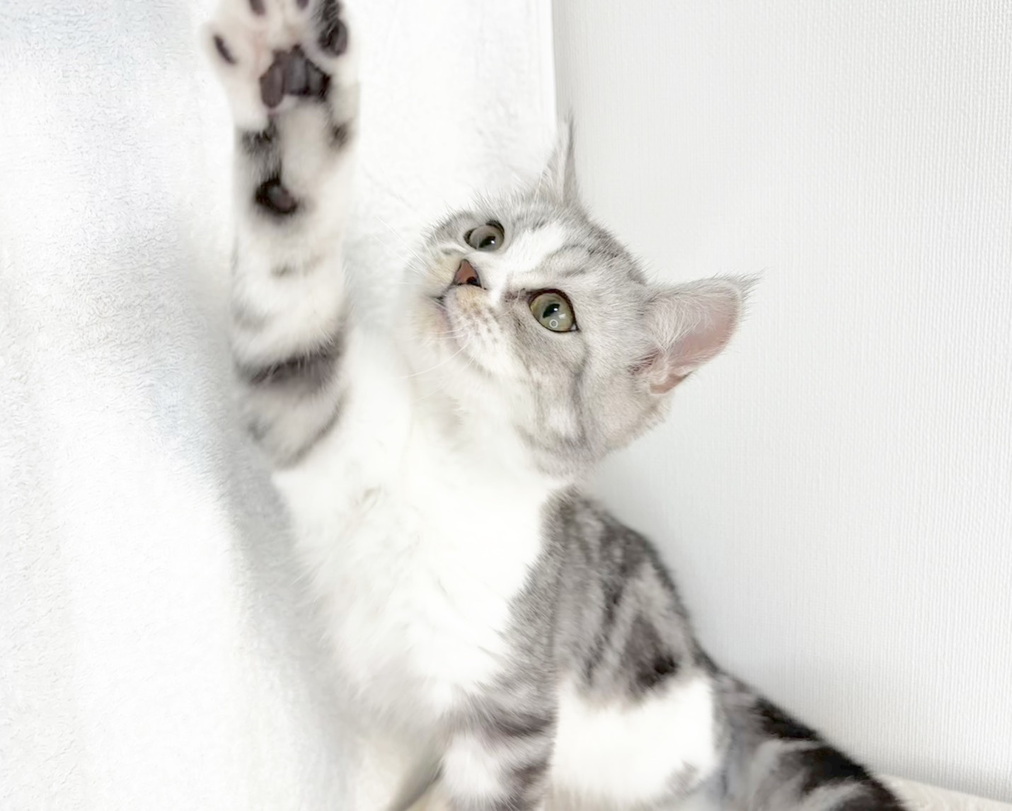 群馬県のマンチカン (かねだいペットトライアル桐生/2025年8月30日生まれ/男の子/シルバータビーホワイト)の子猫の1枚目の画像