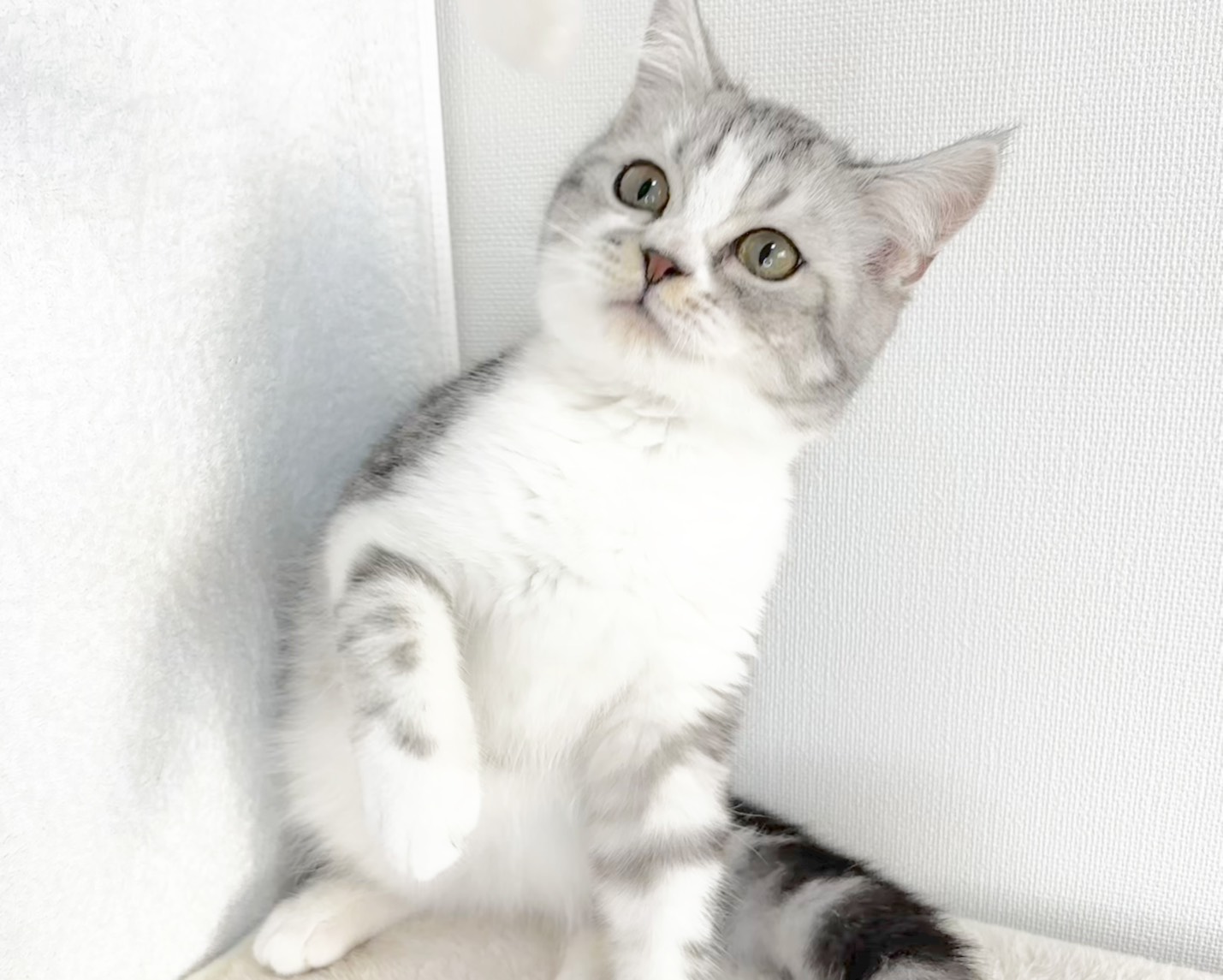 群馬県のマンチカン (かねだいペットトライアル桐生/2025年8月30日生まれ/男の子/シルバータビーホワイト)の子猫の2枚目の画像