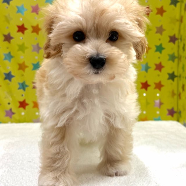 東京都のハーフ犬・ミックス犬 (かねだい足立店/2025年10月15日生まれ/男の子/アプリコット)の子犬の2枚目の画像