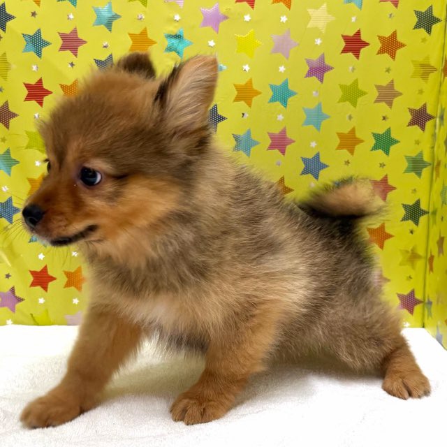 東京都のハーフ犬・ミックス犬 (かねだい足立店/2025年10月18日生まれ/男の子/セーブル)の子犬の2枚目の画像