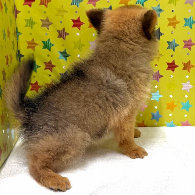 東京都のハーフ犬・ミックス犬 (かねだい足立店/2025年10月18日生まれ/男の子/セーブル)の子犬の3枚目の画像