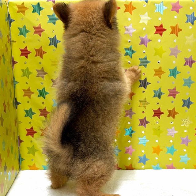 東京都のハーフ犬・ミックス犬 (かねだい足立店/2025年10月18日生まれ/男の子/セーブル)の子犬の4枚目の画像