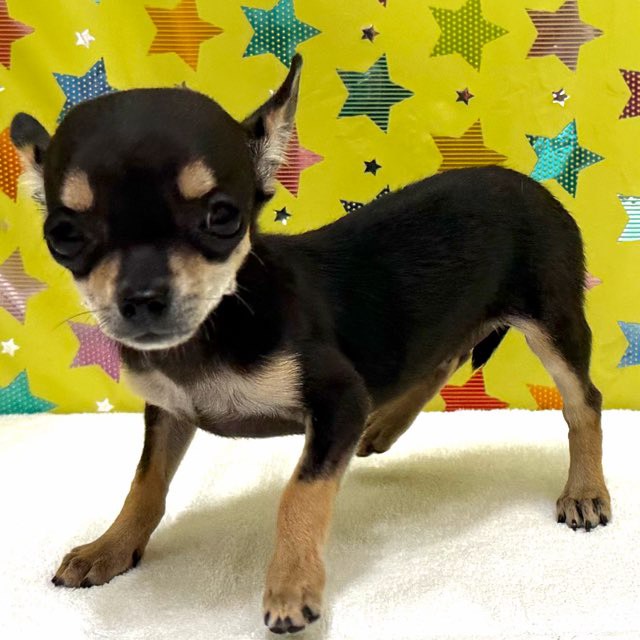 東京都のチワワ(スムース) (かねだい足立店/2025年10月18日生まれ/女の子/ブラックタンホワイト)の子犬の2枚目の画像