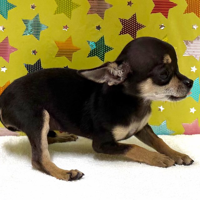 東京都のチワワ(スムース) (かねだい足立店/2025年10月18日生まれ/女の子/ブラックタンホワイト)の子犬の3枚目の画像