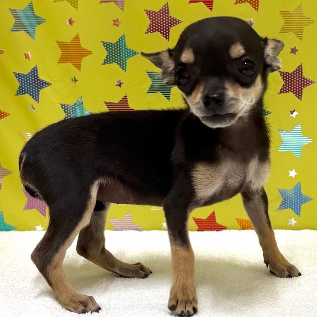 東京都のチワワ(スムース) (かねだい足立店/2025年10月18日生まれ/女の子/ブラックタンホワイト)の子犬の4枚目の画像