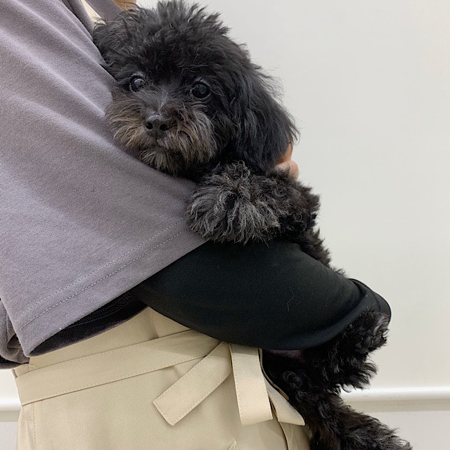 埼玉県のマルプー(マルチーズ×プードル) (かねだい所沢店/2025年9月13日生まれ/女の子/その他色)の子犬の4枚目の画像