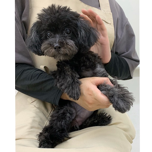 埼玉県のマルプー(マルチーズ×プードル) (かねだい所沢店/2025年9月13日生まれ/女の子/その他色)の子犬の2枚目の画像